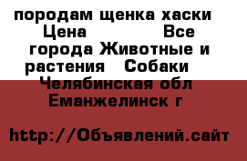 породам щенка хаски › Цена ­ 10 000 - Все города Животные и растения » Собаки   . Челябинская обл.,Еманжелинск г.